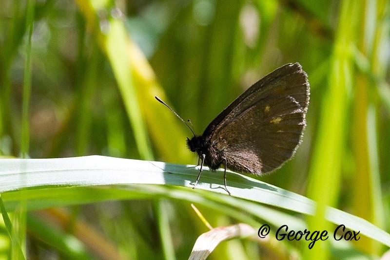 yellow spotted ringlet in pyrenees