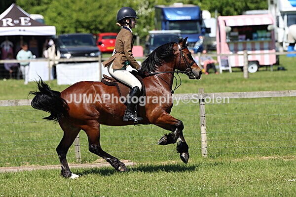 IMG_3943 - Working Hunter