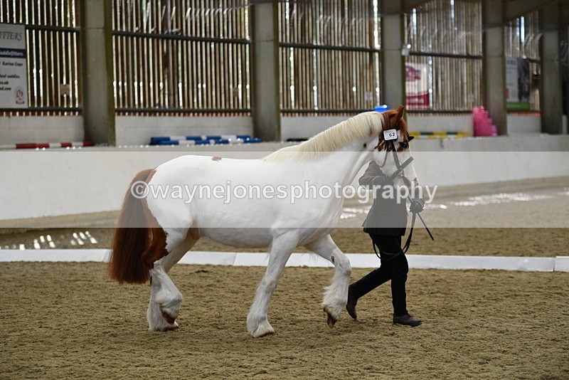 WJ5_5067 - Class 7 In hand coloured / odd coloured