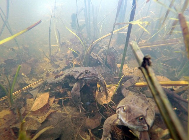 Common Frogs spawning, Bristol, BR_001 - Reptiles, amphibians & pond life, Great Britian