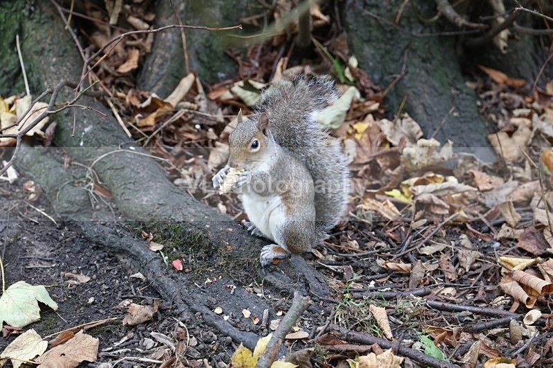Squirrel - Animals and Birds