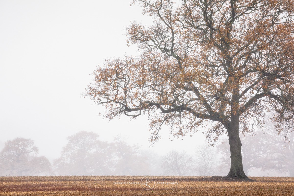 Oak after rain - Woodland