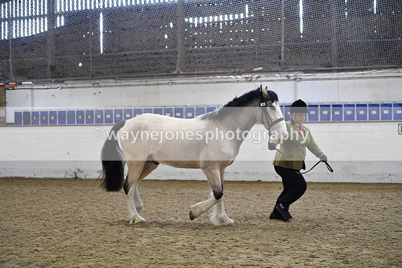 WJ5_4501 - Class 3 Part Bred In hand