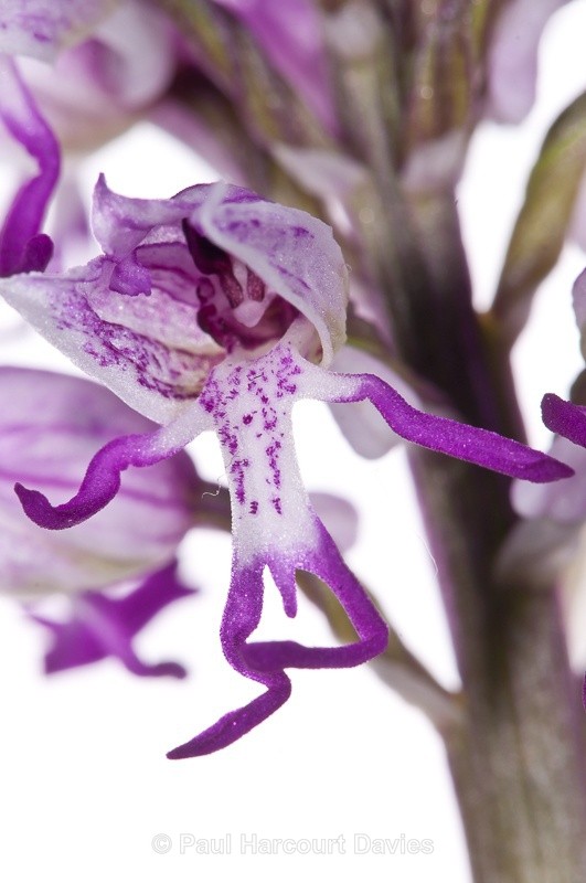  - WB: Orchids - Orchis