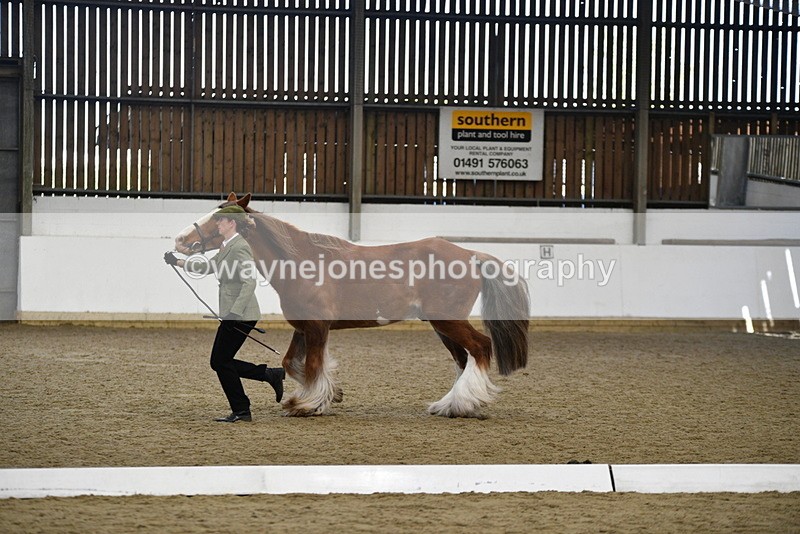 WJ5_5392 - Class 8 In hand cob