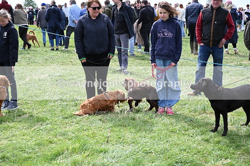 WJ6_8717 - Class 8 Best Working / Gun Dog or Bitch