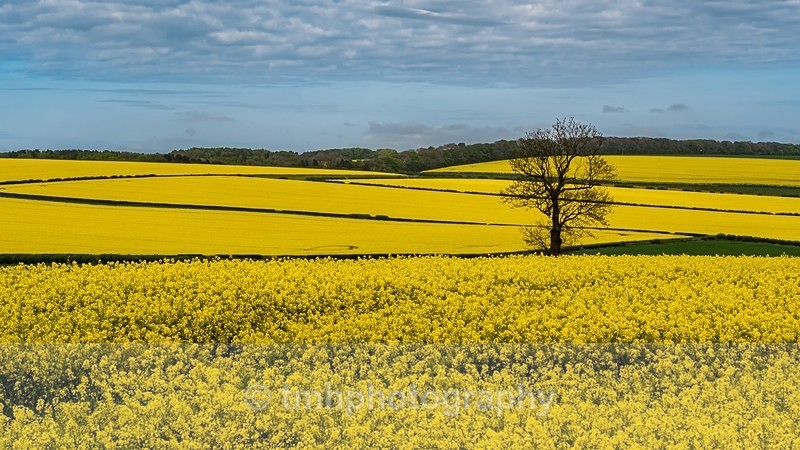 Oil Seed. - Yorkshire Countryside