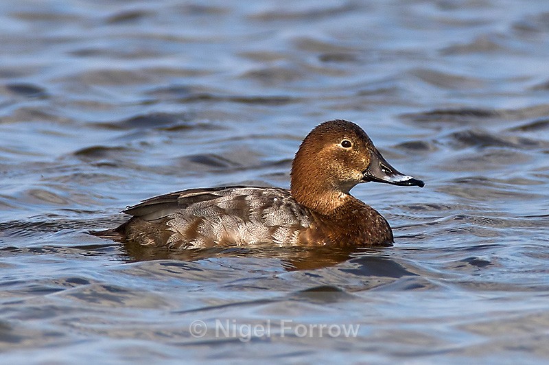 Pochard (female) - Pochard