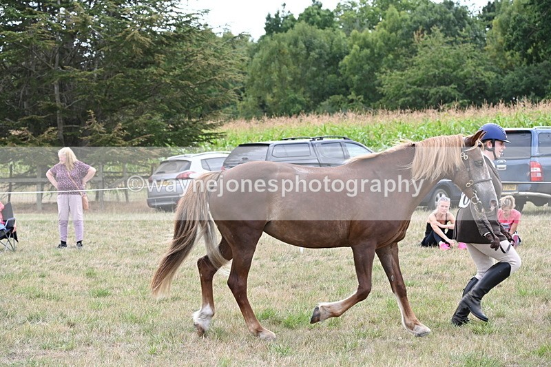 WJ6_6168 - Class 19 In-hand Veterans (Uploaded correct folder)