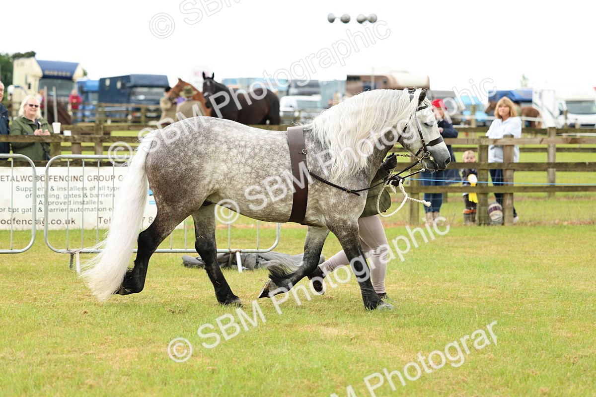 SBM_00472 - Class 58-67 - M&M Non Welsh Pony In hand