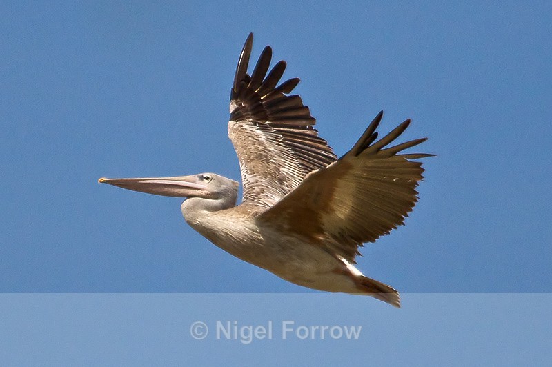 Pink-backed Pelican in flight - Pink-backed Pelican