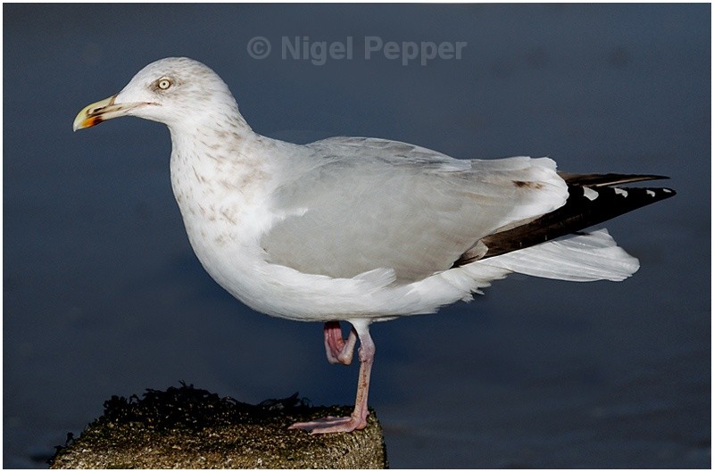 Dec 3rd 2007 ( 2 ) - Leggy the Herring Gull