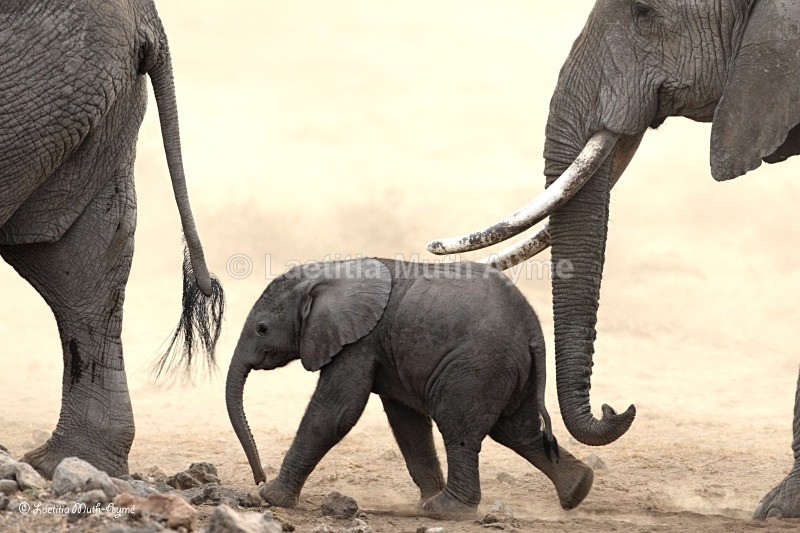_84Y1132 Amboseli - Elephants