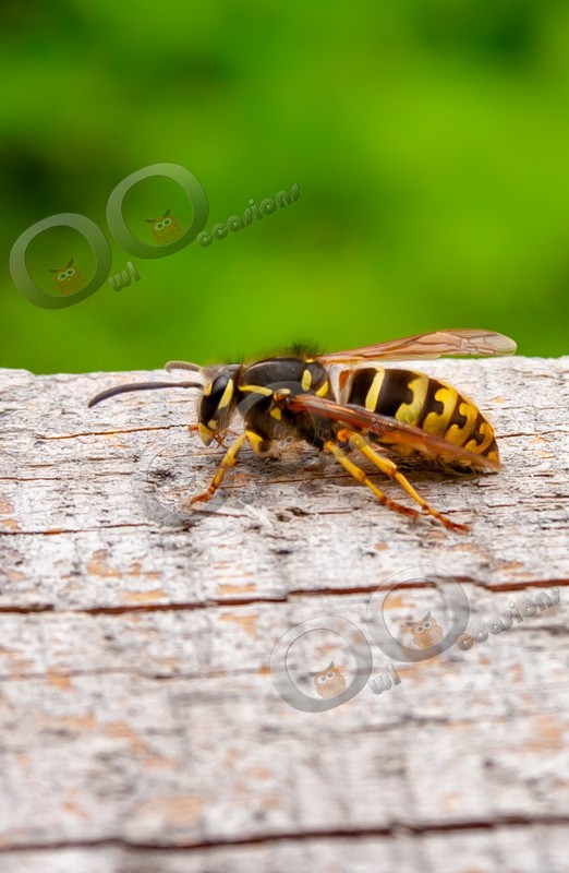 wasp-7550 - Insects from around the world