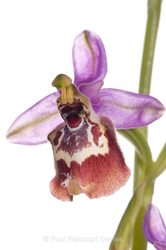  - WB: Orchids - Ophrys