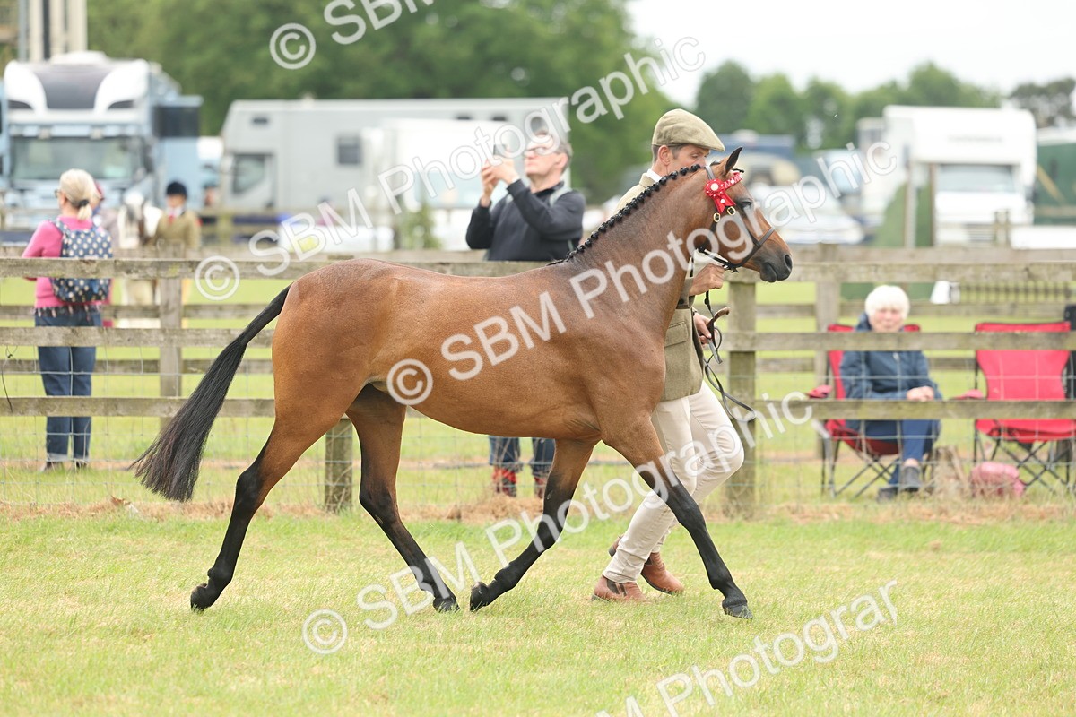 SBM_05551 - Class 68-73 - Riding Pony Breeding