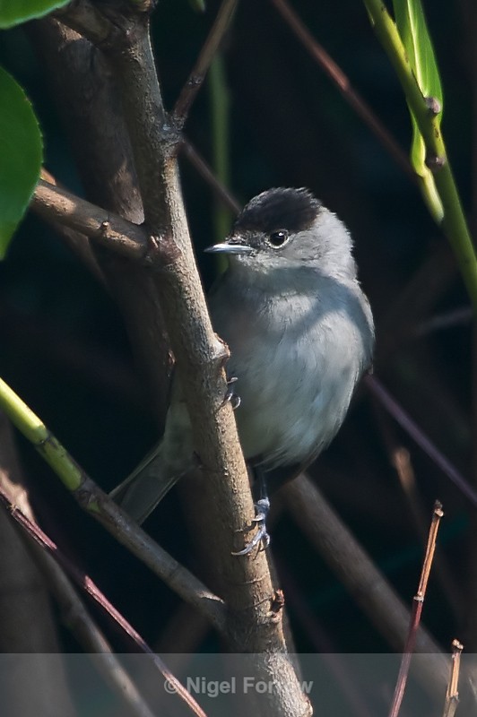 Blackcap (male) perched on a branch in a bush - Eurasian Blackcap