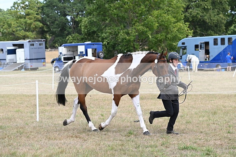 WJ6_5998 - Class 19 In-hand Veterans (Uploaded correct folder)