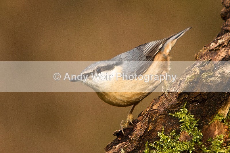 20120218-_MG_8909 - Nuthatch & Treecreepers