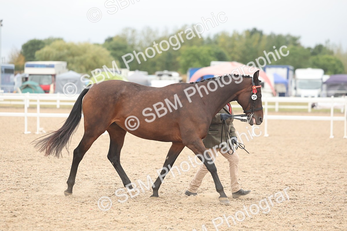 SBM_19850 - Class 318 - IH Part Bred Horse-Pony