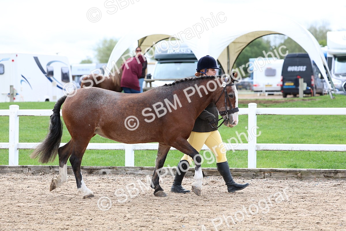 SBM_01519 - Class 17 - Prettiest Mare
