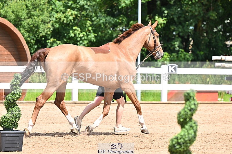 240718A-105303-01492 - Trot Up 12pm to 1pm