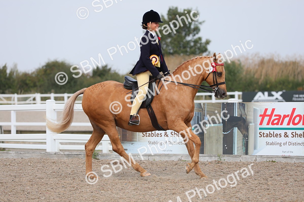 SBM_12877 - Class 307 Ridden Coloured Pony