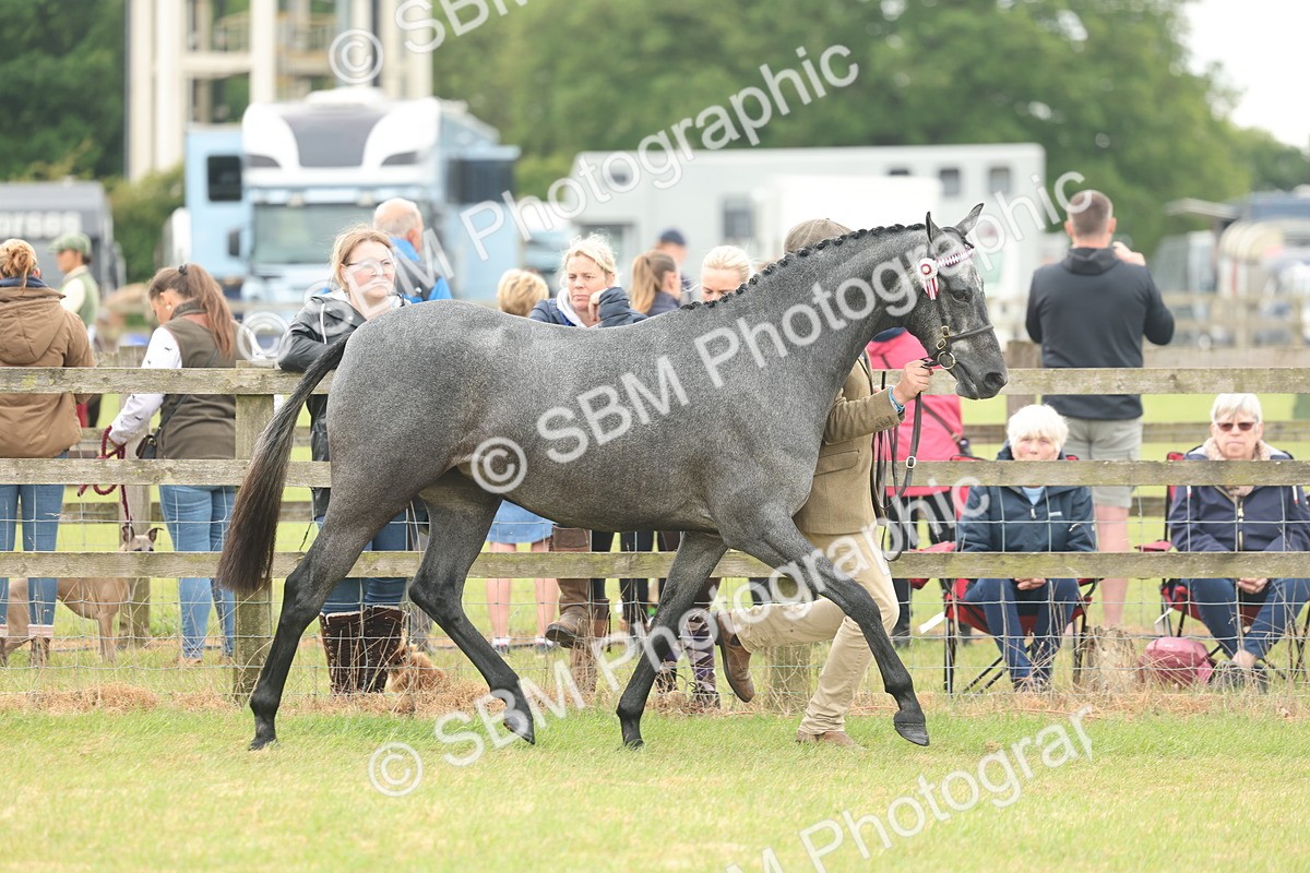 SBM_05459 - Class 68-73 - Riding Pony Breeding
