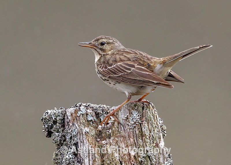 Astland Photography, Bird and Wildlife Images, Susan and Peter Wilson, U.K.