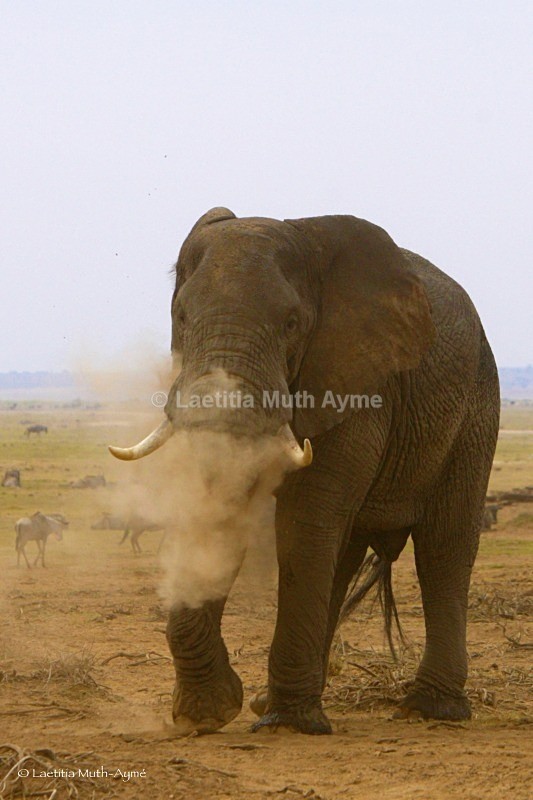 _M7B0107 Amboseli - Elephants
