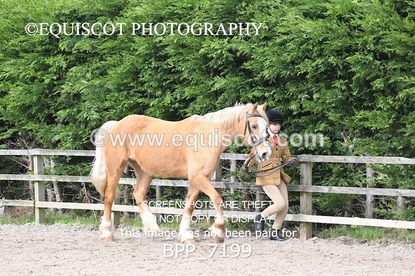 BPP_7199 - RING 1  (RIDDEN HORSES / IN HAND / VETERAN ETC)