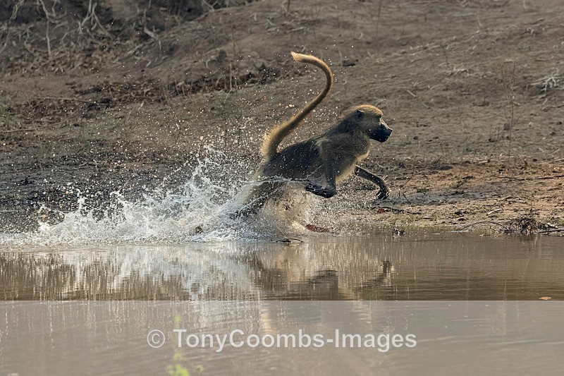 Baboon - Mana Pools ~ The Mammals