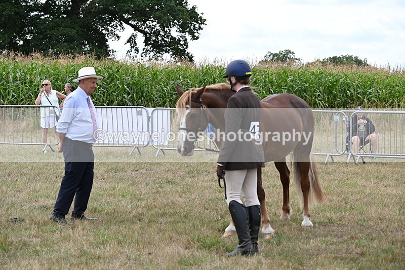 WJ6_6153 - Class 19 In-hand Veterans (Uploaded correct folder)