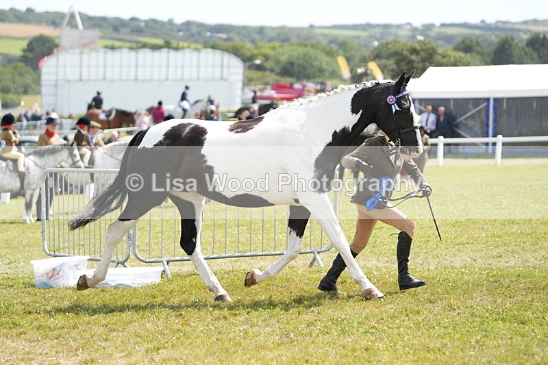 DSC07215 - Coloured Horse In Hand Championship