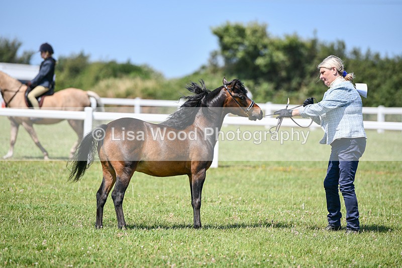 DSC_7145 - Class 61: Miniature Horse 4yrs & over