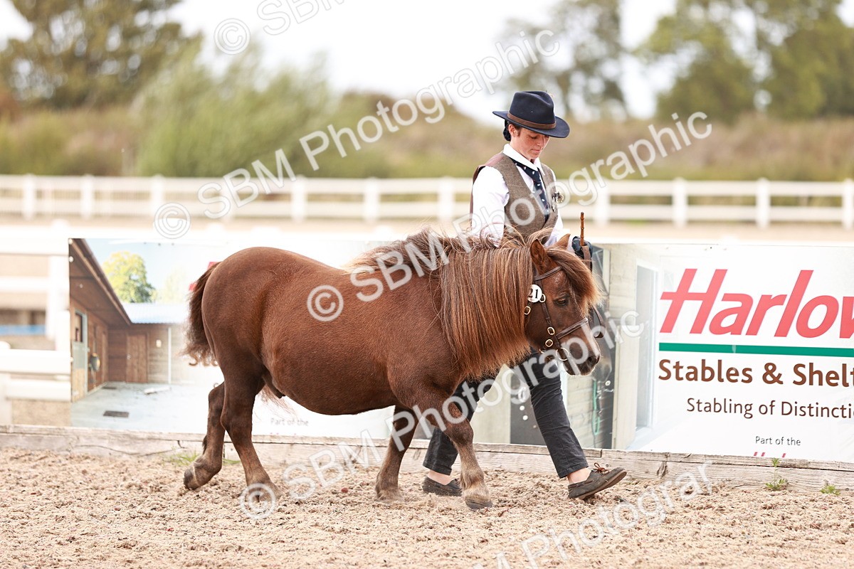 SBM_16888 - Class 415 - Horse-Pony Judge would most like to take home