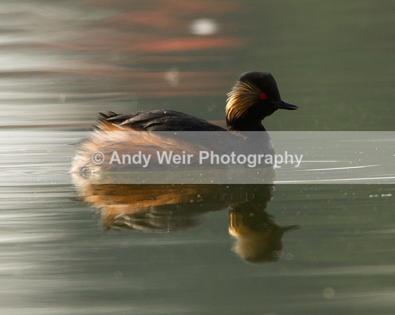 20110416-IMG_3535 - Black-necked Grebe