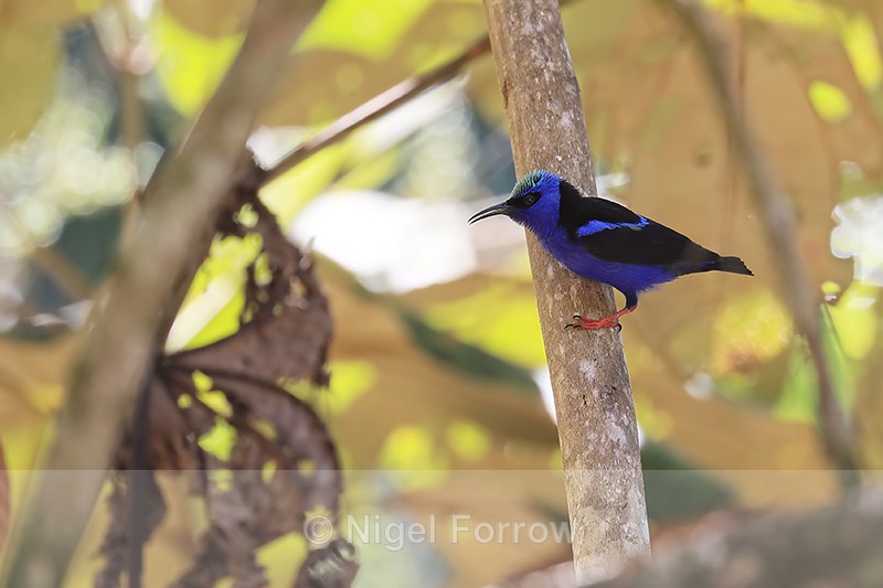 Red-legged Honeycreeper, Costa Rica - Red-legged Honeycreeper