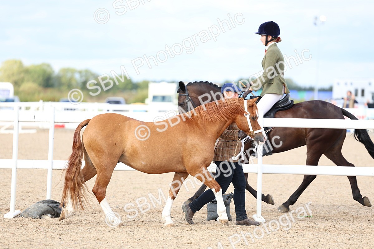 SBM_18681 - Class 317 - IH Pure Bred Horse-Pony