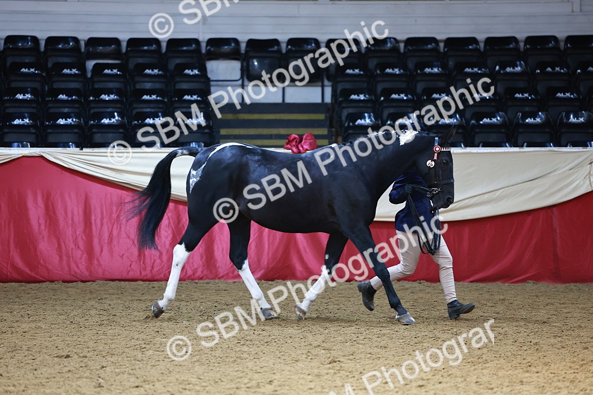 SBM_23132 - Class 903 - Supreme Final - IH Pre Vet