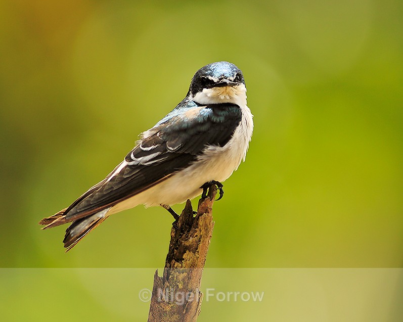 Mangrove Swallow perched on top of a broken branch on the Rio Esquinas - Mangrove Swallow