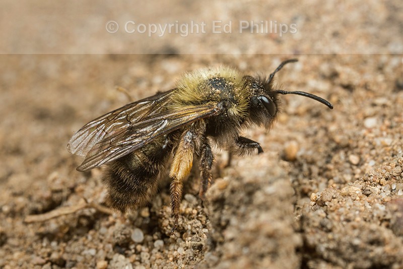 Andrena barbilabris (f)