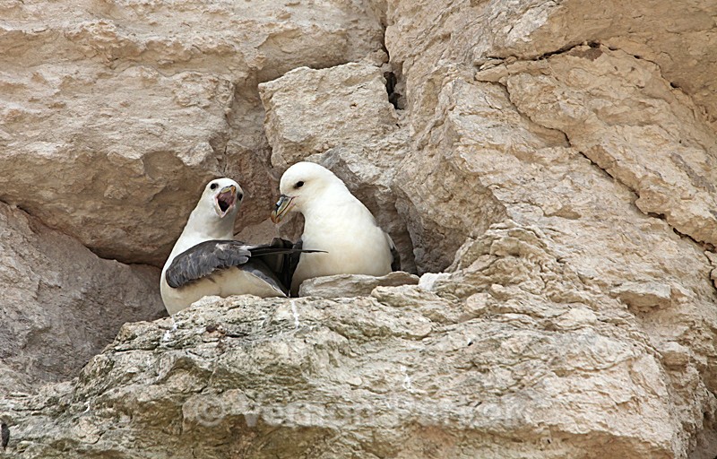 Fulmers - Wild Birds