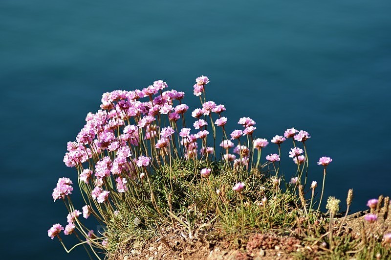 Thrift by the Sea - Wildlife and Nature