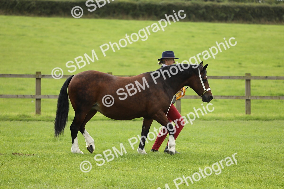 SBM_65562 - S47 - Mountain & Moorland In Hand Large Breeds