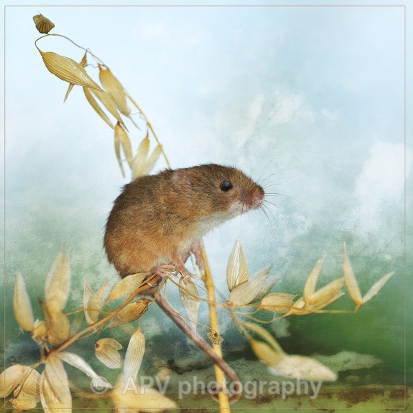  - Natures Photos with Bob Brind-Surch.