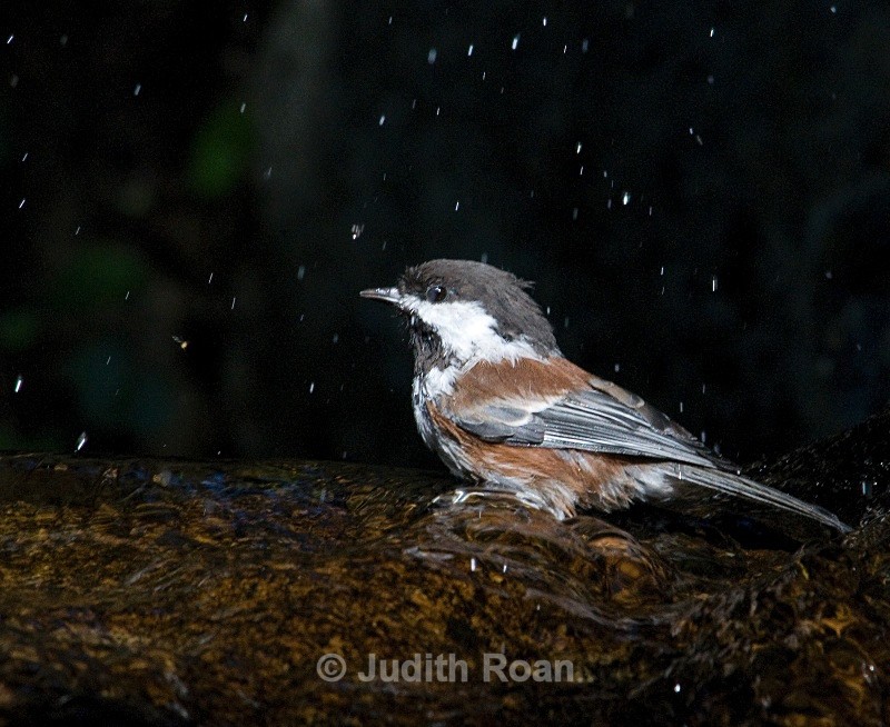 Chestnut-backed Chickadee - Backyard Bathing Birds