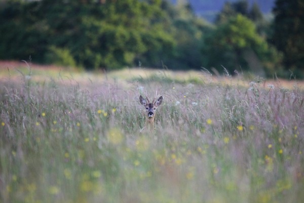 Roe Deer _ AGTO189 - Wildlife, Mammal Photography, Great Britain