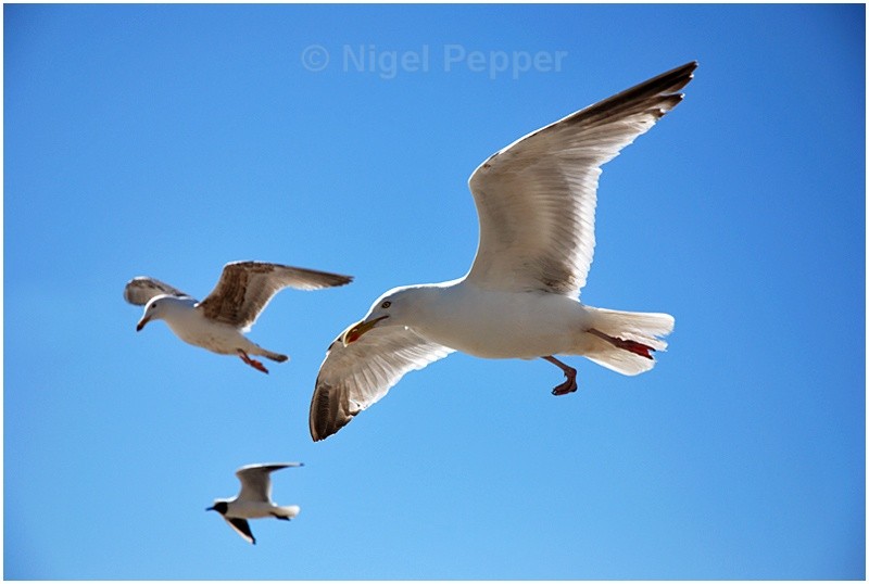 Hanging Around - Leggy the Herring Gull