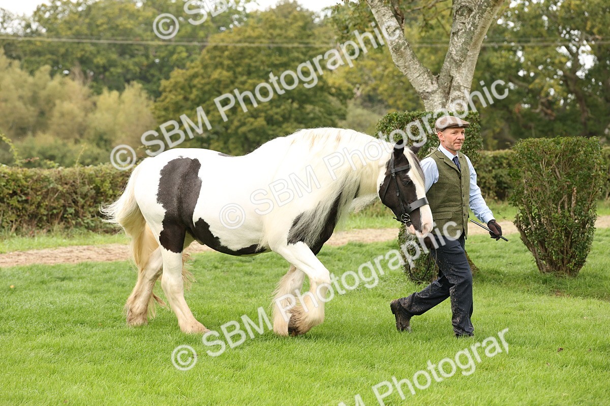 SBM_59204 - S57 - Traditional Cob In Hand